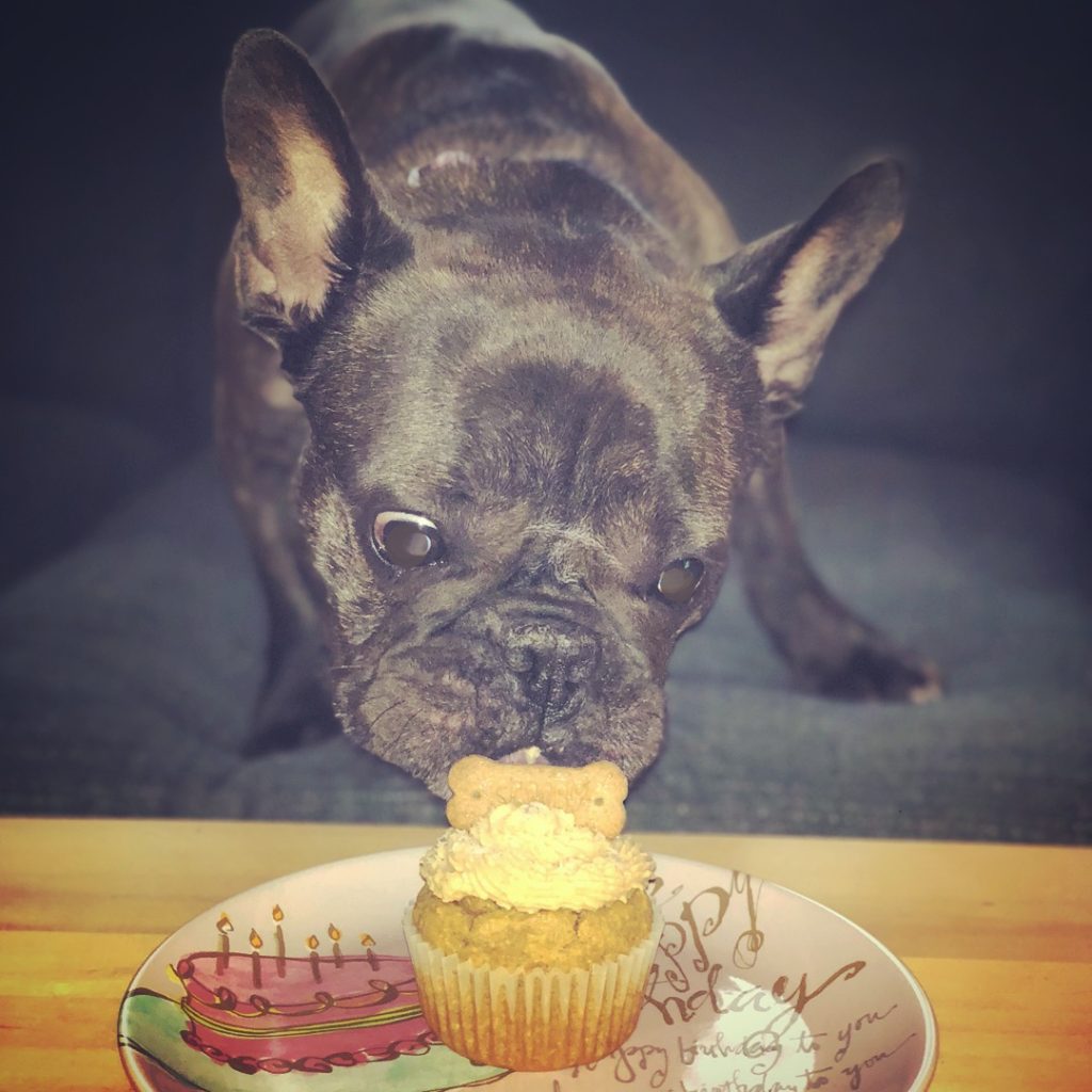 French bulldog licking cupcake pupcake dog birthday cake