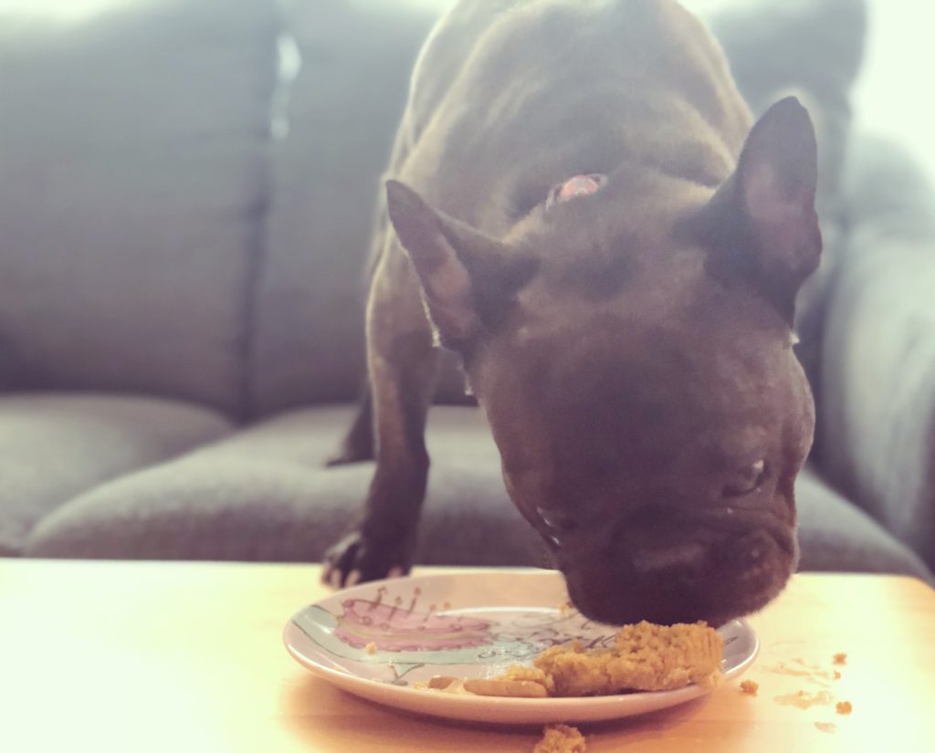French bulldog cupcake pupcake crumbs empty plate dog birthday treat