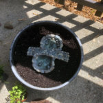 Fairy garden planting