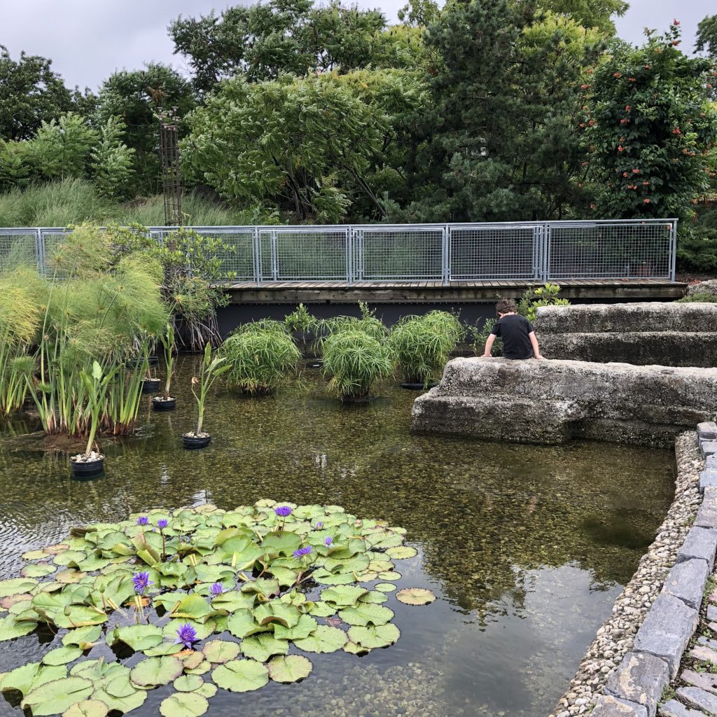 Fun Family Field Trip: Garfield Park Conservatory, Chicago, IL | Explore local family activities