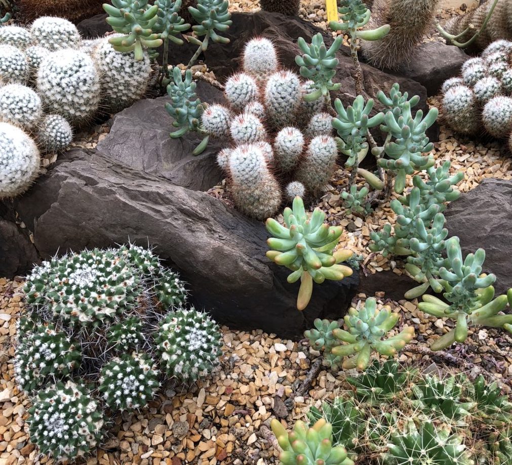 Fun Family Field Trip: Garfield Park Conservatory, Chicago, IL | Explore local family activities