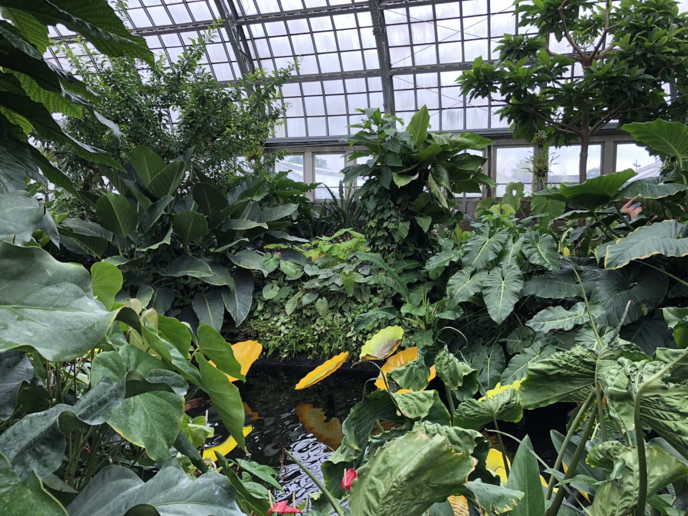 Fun Family Field Trip: Garfield Park Conservatory, Chicago, IL | Explore local family activities