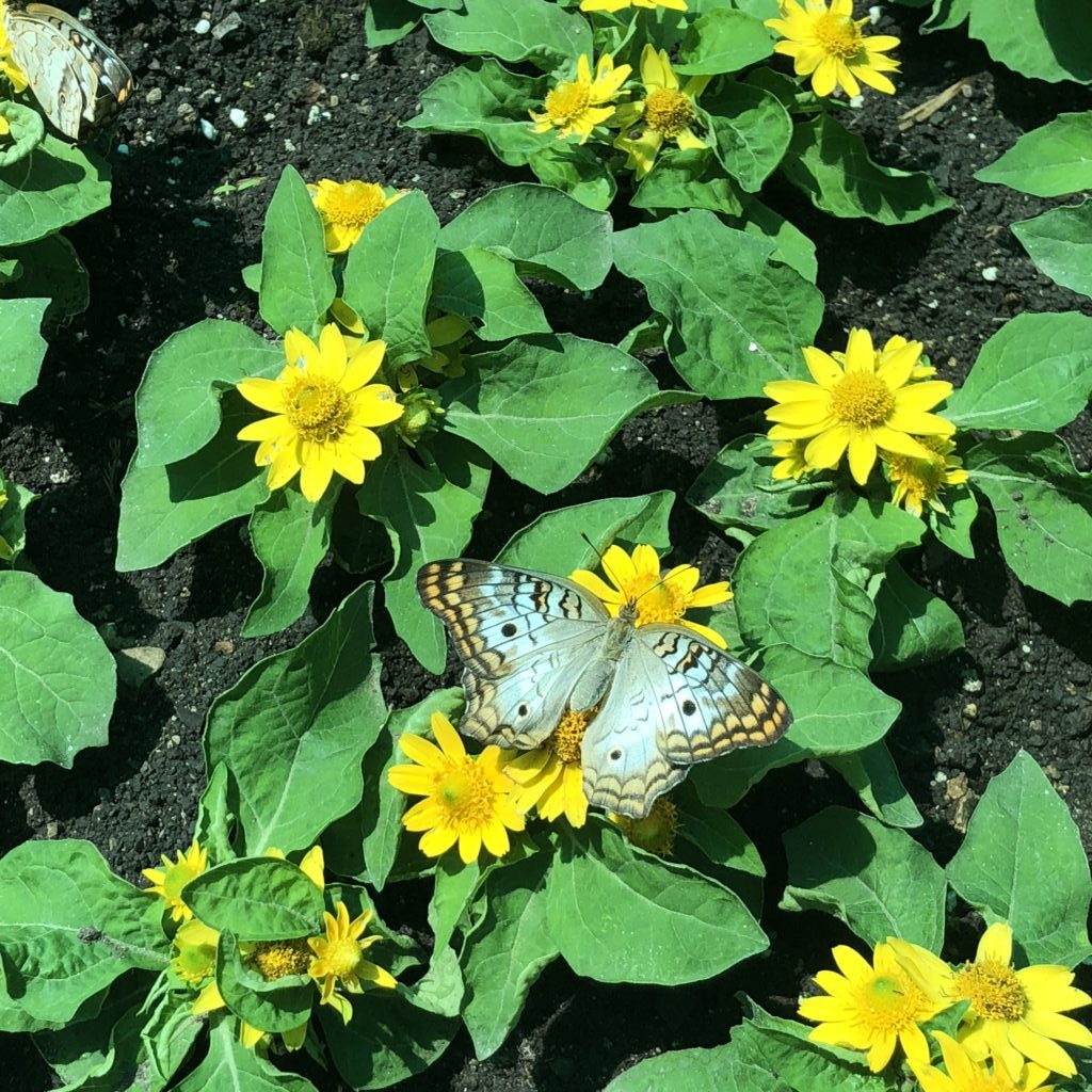 Blue butterfly landing on yellow flowers in butterfly garden Peck Farm Geneva