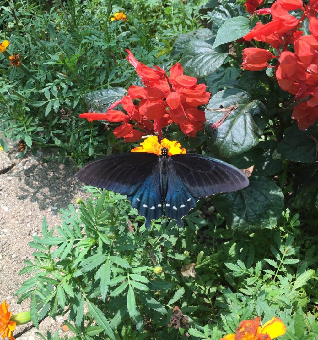 Blue butterfly red flower in butterfly garden